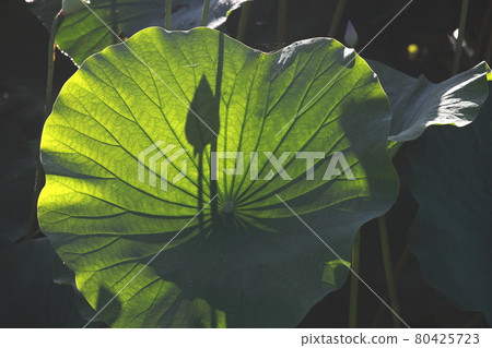 The shadow of the flower bud of the lotus was projected on the leaf The shadow of the flower bud of the lotus was projected on the leaf 80425723