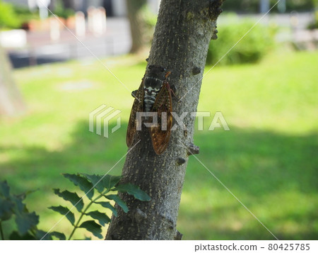 Brown cicada 80425785