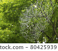 After the rain in early summer, a spider web with water drops 80425939