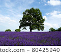 Lavender of Horomi Pass 80425940