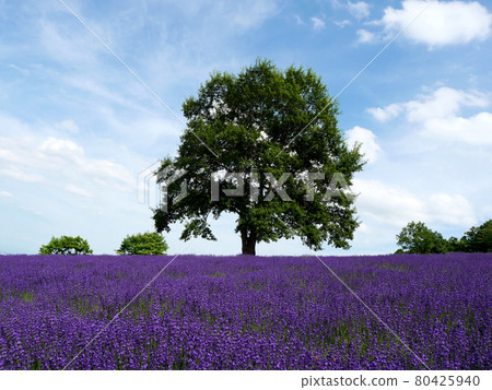 Lavender of Horomi Pass Lavender of Horomi Pass 80425940