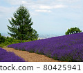 Horomi Pass Lavender and Sapporo Cityscape 80425941