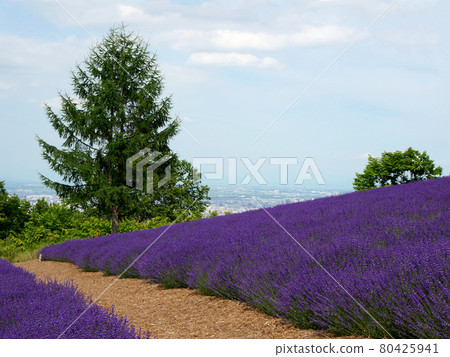 Horomi Pass Lavender and Sapporo Cityscape 80425941