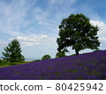 Lavender of Horomi Pass 80425942