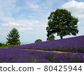 Lavender of Horomi Pass 80425944