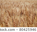 Wheat field 80425946