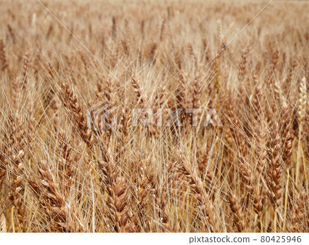 Wheat field Wheat field 80425946