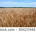Large wheat field 80425948