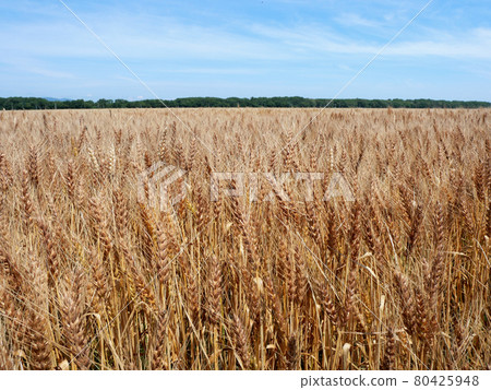 Large wheat field Large wheat field 80425948
