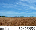 Wheat field spreading under the blue sky 80425950