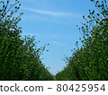 Flax that has begun to bear fruit 80425954