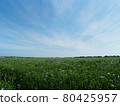Flax field 80425957