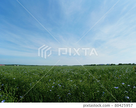 Flax field Flax field 80425957