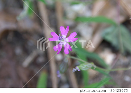 Sakura Silene Pink Sakura Silene Pink 80425975