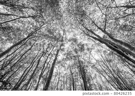 Forest / forest / forest image (monochrome / grayscale) Forest / forest / forest image (monochrome / grayscale) 80426235