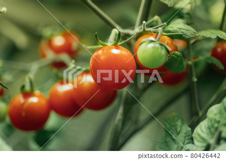 ripe cherry tomatoes bush with artificial grow light 80426442