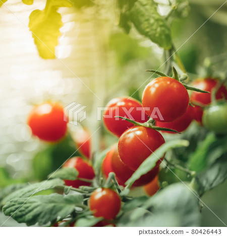 ripe cherry tomatoes bush with artificial grow light 80426443