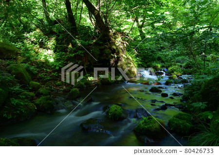From the Kitanizawa mountain stream From the Kitanizawa mountain stream 80426733