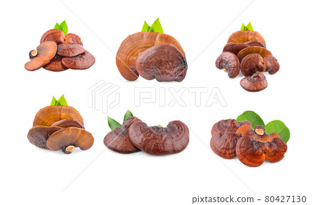 set Ganoderma Lucidum Mushroom isolated on white background set Ganoderma Lucidum Mushroom isolated on white background 80427130