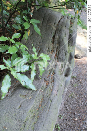 Garden stones in nature / garden / Kiyosumi Garden 80427282