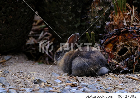 Rabbit facing backwards (Okunoshima / Rabbit Island) 80427392