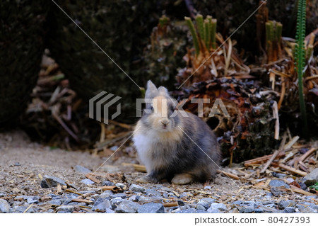 Child rabbit facing here (Okunoshima / Rabbit Island) Child rabbit facing here (Okunoshima / Rabbit Island) 80427393