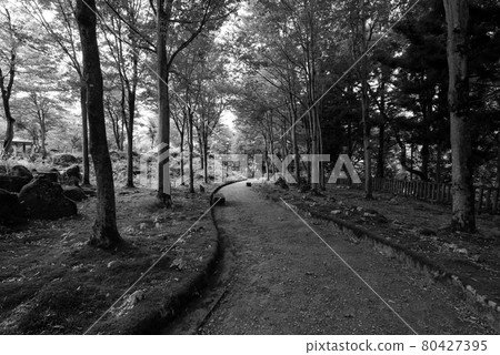 Trees and Moss Road (Oyu Park, Uonuma City, Niigata Prefecture, Monochrome Grayscale) 80427395