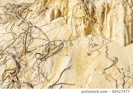 Dried roots on the sandy beach. Tree roots on a cut of land. Desert landscape.  80427477