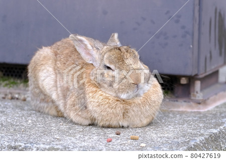 Rabbit sleeping (Okunoshima / Rabbit Island) 80427619