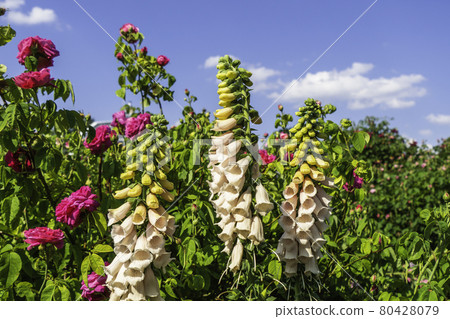 Colorful Summer Flowers Blooming in the Garden 80428079