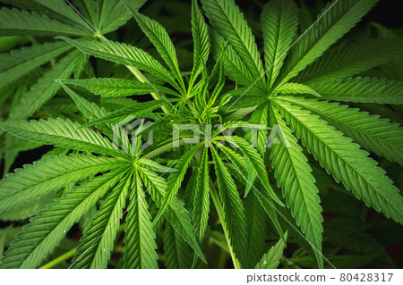 Marijuana leaves, cannabis on a dark background, beautiful background, indoor cultivation 80428317