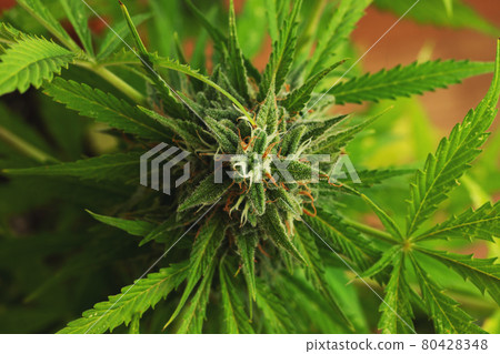 Cannabis buds close-up on a dark background. A mature marijuana bush 80428348