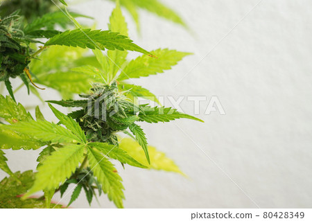 Marijuana leaves, cannabis on a white background, beautiful background, indoor cultivation. With copy space 80428349