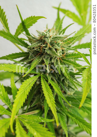 Cannabis buds close-up on a light background. A mature marijuana bush Cannabis buds close-up on a light background. A mature marijuana bush 80428351