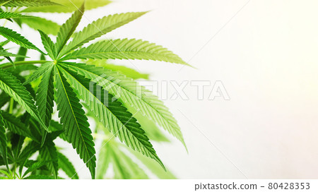 Marijuana leaves, cannabis on a white background, beautiful background, indoor cultivation. With copy space 80428353