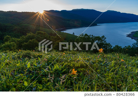 （群馬縣）夕陽下盛開的望里湖 80428366