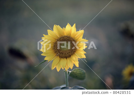 向日葵 80428531