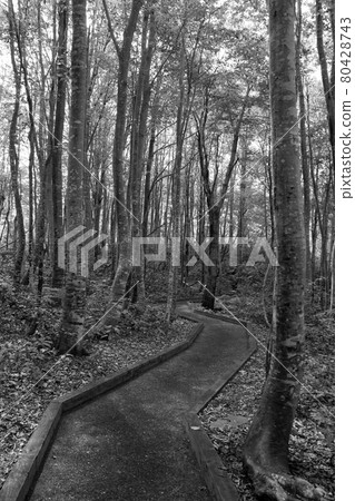 山毛櫸森林(單色/灰度) 山毛櫸森林(單色/灰度) 80428743