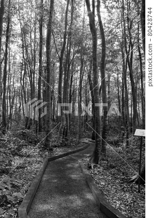 山毛櫸森林(單色/灰度) 山毛櫸森林(單色/灰度) 80428744