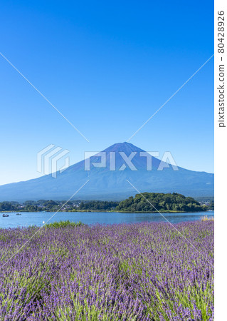 夏天的薰衣草和富士山 夏天的薰衣草和富士山 80428926
