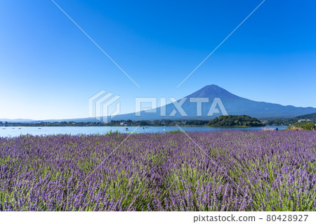 Lavender and Mt. Fuji in summer Lavender and Mt. Fuji in summer 80428927