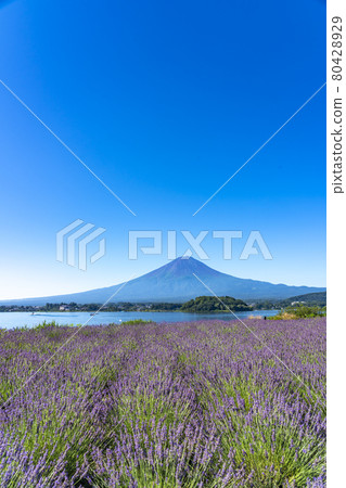 夏天的薰衣草和富士山 夏天的薰衣草和富士山 80428929