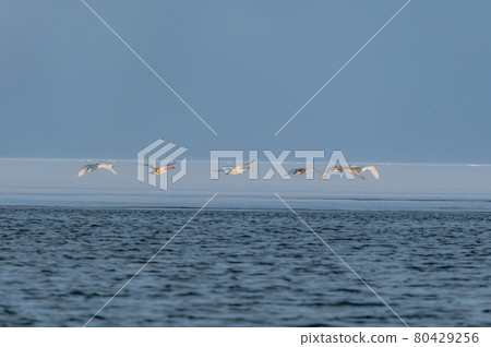 Lake Kussharo winter scenery 80429256