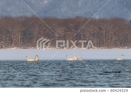 Lake Kussharo winter scenery 80429329