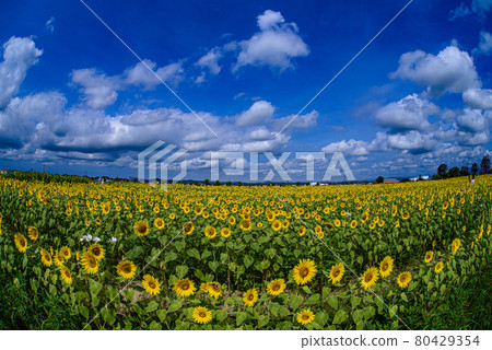 Summer sky and sunflower 80429354