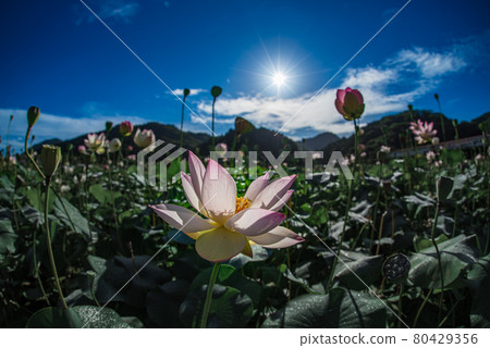 藍天蓮花 80429356