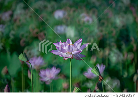 環散景和蓮花 環散景和蓮花 80429357