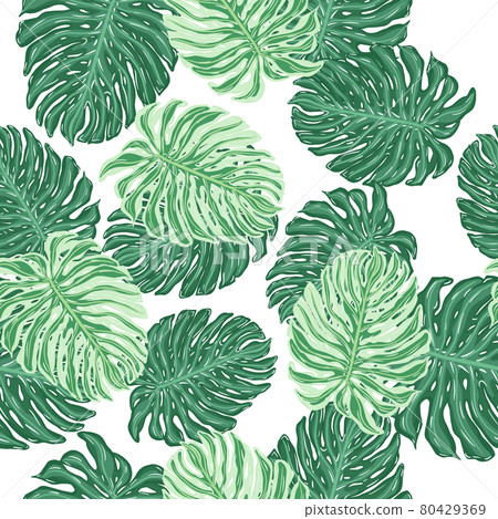 Isolated botany seamless pattern with green random monstera lead shapes. White background. Isolated botany seamless pattern with green random monstera lead shapes. White background. 80429369