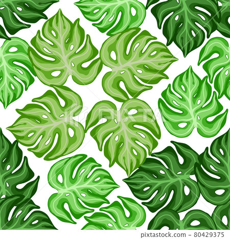 Isolated plants seamless pattern with random green monstrea leaves shapes. White background. Isolated plants seamless pattern with random green monstrea leaves shapes. White background. 80429375