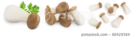 King Oyster mushroom or Eringi isolated on white background . Set or collection King Oyster mushroom or Eringi isolated on white background . Set or collection 80429384